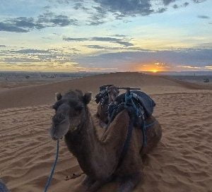 dromedario marruecos en moto