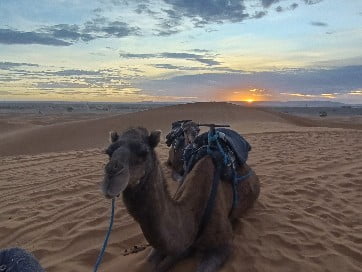 dromedario marruecos en moto